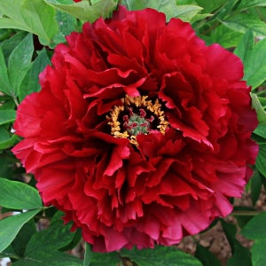 부귀화 겹꽃목단 4~6지 3년생 개화주 빨간색 노란색 분홍색꽃