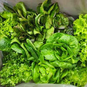 팜포라이프 무농약 어린잎 유러피안 샐러드 야채 1kg 유럽상추 채소