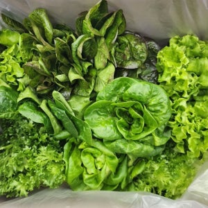 팜포라이프 무농약 어린잎 유러피안 샐러드 야채 1kg 유럽상추 채소