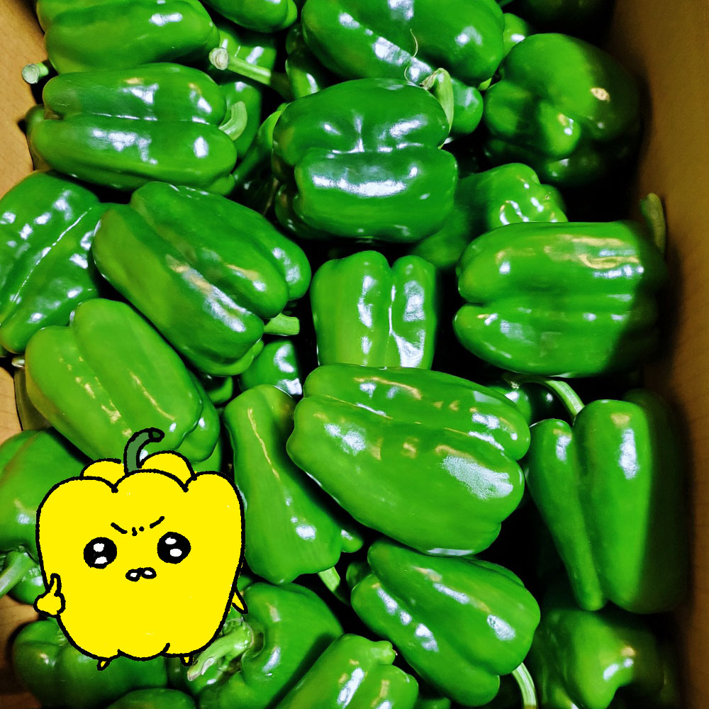 프레치 국산 아삭 싱싱한 못난이 청피망 피망 상 3kg, 1개