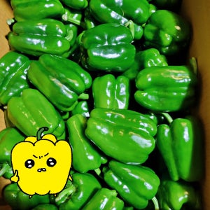 프레치 국산 아삭 싱싱한 못난이 청피망 피망 상 10kg, 1개