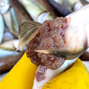 동해 겨울 제철 생물 급랭 도루묵 양미리 1kg