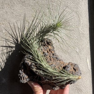 풀집 틸란드시아 푼키아나 실내공기정화식물 화산원석 석부작 플랜테리어 감성식물