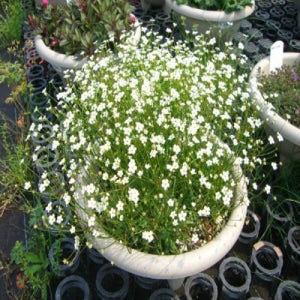 애기봄맞이(명천봄맞이) 씨앗 20알