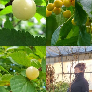 백앵두나무 결실주 분묘 3년생