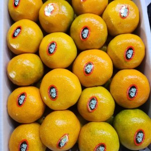 제주산 하우스 귤 3KG