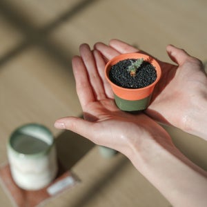 자근 프로젝트 펠라고늄 아펜디쿨라텀 동형종 당근 아프리카 식물 수제토분 자근팟 1호 포함