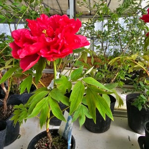 접목목단꽃 노랑색 흰색 핑크색 연분홍색 자주색