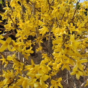 개나리꽃묘목 1년샘