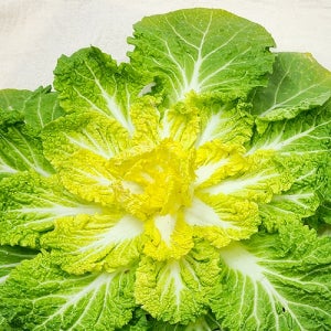 봄동 2kg 해나미 해남 배추 겨울영양 제철 산지직송