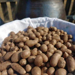 햇마씨앗 영여자 마종자 5kg, 1개