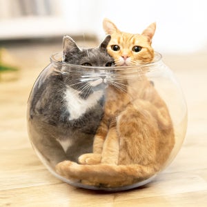 캐티맨 어항 고양이 숨숨집 액체냥의 비밀 L