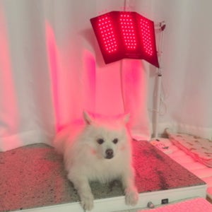 아픈 강아지 고양이 디스크 슬개골탈구 치료관리 근적외선광치료기 펫스니즈- 닥터펫 펫큐어레이 트리플(대형)