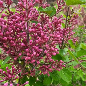 미스김라일락 포트묘