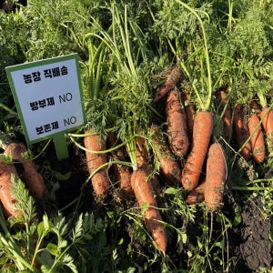 국내산 산지직송 제주 구좌 흙당근 햇당근 주스용 쥬스용 요리용