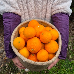 제주 아우름귤 황금향 가정용 2kg 3kg 5kg (혼합과)