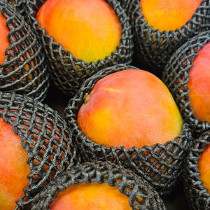 애플망고 과일선물세트 항공직송 대과 코리아넘버원마켓