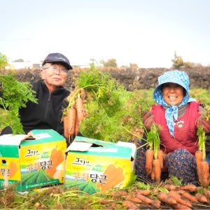 오가네팜 국내산 당근 제주 구좌 흙 햇당근 5kg 10kg