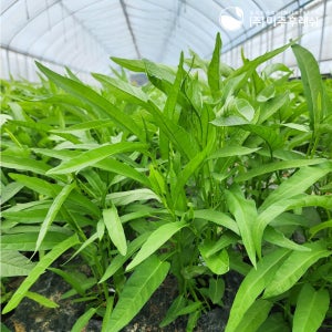 아삭한 공심채 동남아 볶음 채소 모닝글로리 10kg