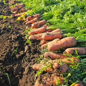 홍당근김사장 제주 구좌당근 달콤 아삭 싱싱한 당근 5kg, 10kg 무 료 배 송