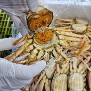 북해도 활 암대게 1kg 빵게