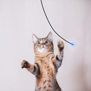고양이 낚시대 LED 광섬유 빛나는 장난감 사냥본능 자극 스트레스해소 별찌스틱