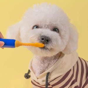 강아지 고양이 이빨 양치 치석제거기 스케일링