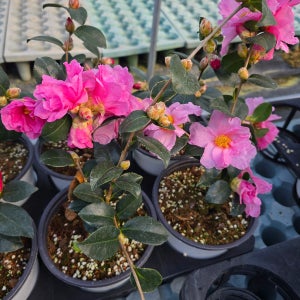 흑향동백 개화주 15호 화분묘 겹꽃 겨울향기