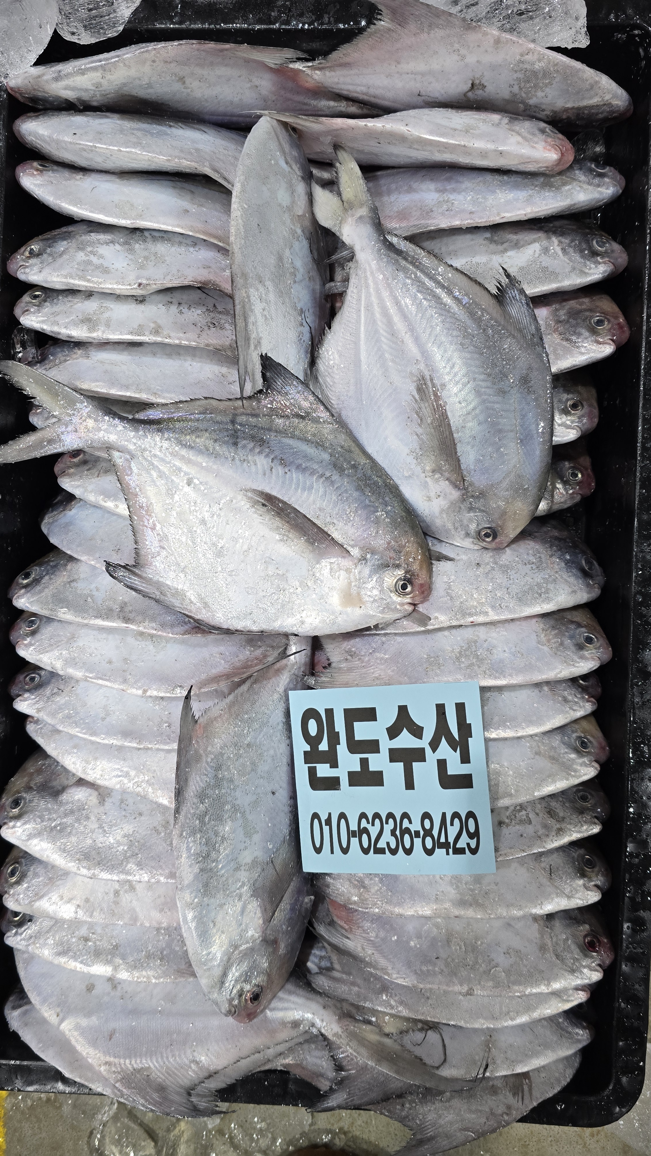 목포생물 병어 병어회 횟감 조림 구이 당일위판발송