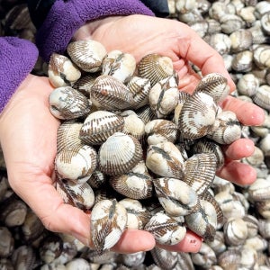 국내산 벌교 꼬막 새꼬막 산지직송 대 65미 내외 1kg