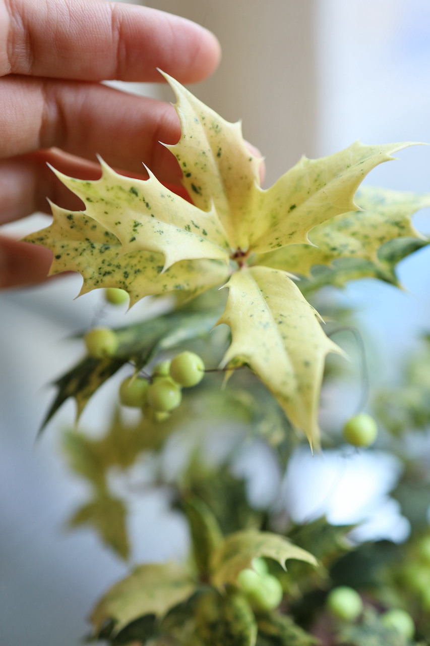 [<b>위트</b>앤<b>그라스</b>/동일품] 무늬호랑가시나무 토분