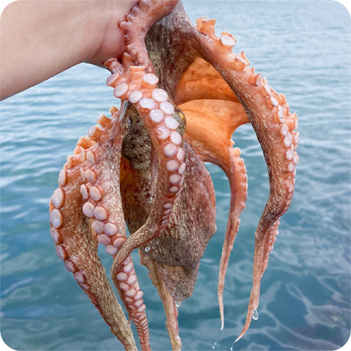 통영/여수 자연산 돌문어 1kg