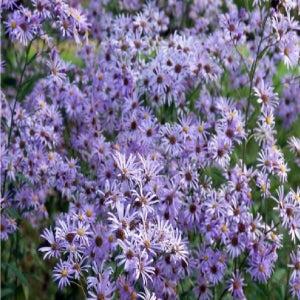 백화난만 야생화 개미취 400립