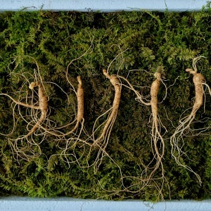 파지 산양산삼 9-10년근 10뿌리 산지직송 산양삼 산삼 장뇌삼 못난이 파삼