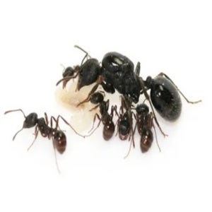 정하남 개미 관찰 키트 어린이 자연학습 세트