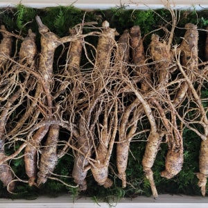 백세산삼 산지직송 산양삼 산양산삼 5-6년근 20뿌리 30뿌리 파지삼