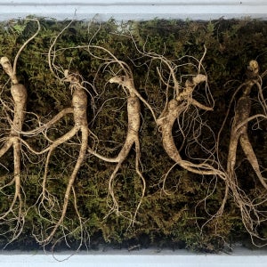 백세산삼 산지직송 야생방치삼 산양산삼 13-15년근 5뿌리 8뿌리