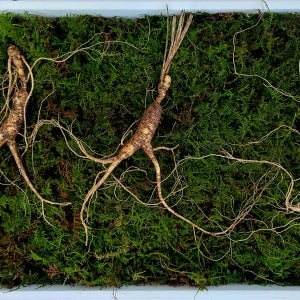 백세산삼 산지직송 산양삼 야생방치삼 17-18년근 3뿌리 5뿌리