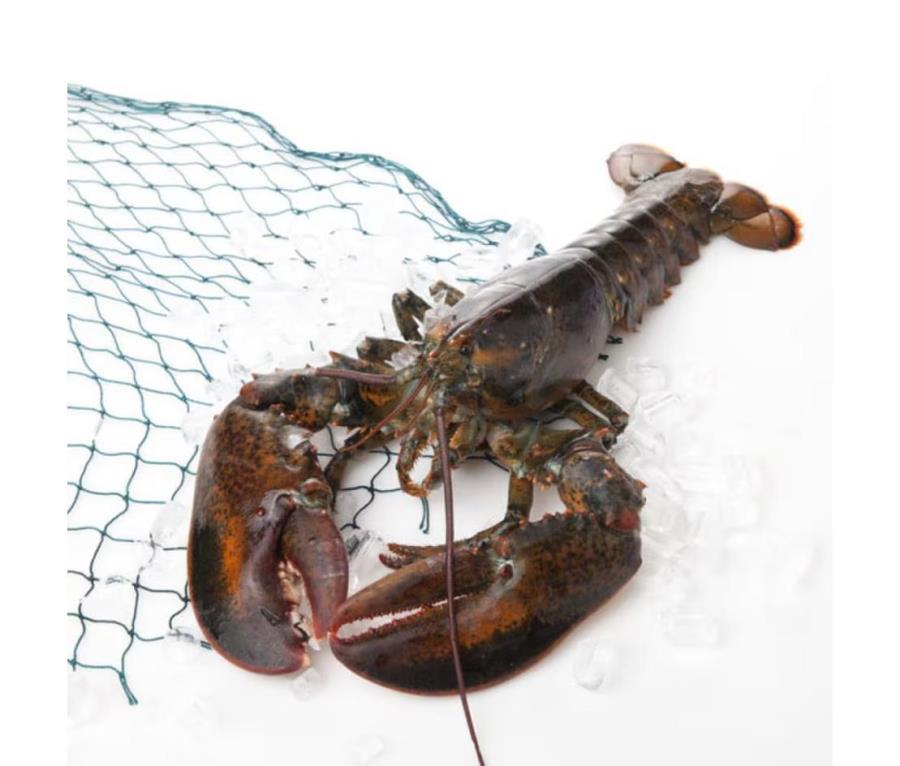 신선 항공직송 활랍스터 500g (냉장)