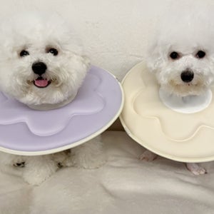 더플래 강아지 깔때기 고양이 가벼운 반반 초경량 넥카라 L