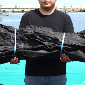 진한국물 기장 다시마특구 자연산 고급 육수 품질최상 해풍건조 본품 파품 1kg, 1개