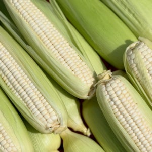 강원도 찰옥수수 미백2호 특품 찐 냉동 NON-GMO (국내산)