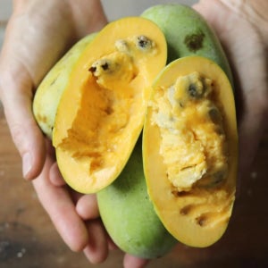 포포나무 와바시 2년 접목 포트묘