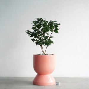 동백나무 코랄핑크 거실화분 승진축하 개업식물