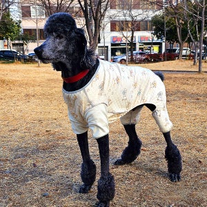 강아지옷 대형견옷 오가닉 조끼 올인원 실내복 가을옷 등단추올인원 해리 남아 3XL