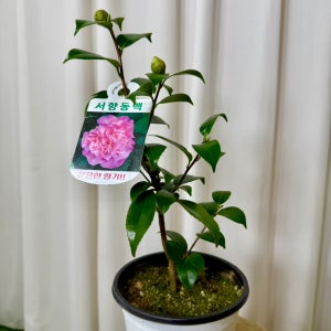 서향동백 중형 동백꽃 꽃 묘목 관엽식물 대성식물