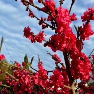 홍도화 나무 묘목 2년(접목1년) 복숭아 꽃 나무 특묘