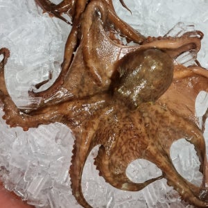 [훈이수산] 통영 문어 활 돌문어 제수용 문어1kg