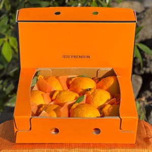 제주직송 달콤한 한라봉 천혜향 제철 선물세트 가정용