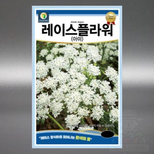 다농 레이스플라워 아미 100립 백색 산형과 일이년생 고급 꽃 씨앗 씨 종자